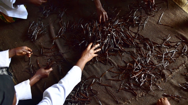 Dried vanilla pods are sorted for grading and processing by labourers at the Vaniacom factory on July 29, 2018 in Moroni capital of the volcanic Comoros archipelago off Africa's east coast, the world's second-largest producer of vanilla, after Madagascar. Photographer: Tony Karumba/AFP/Getty Images
