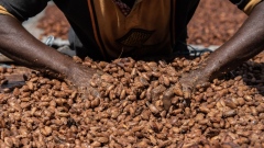 Cocoa beans are laid out to dry at a farm in Azaguie, Ivory Coast.