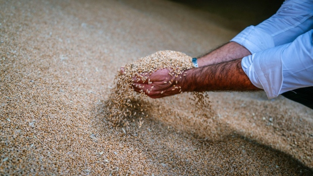 A farmer inspects wheat grain in the granary of a farm north of Bucharest, Romania on Friday, Aug. 11, 2023. Some of Ukraine’s European neighbors, including Romania, extended a ban on purchasing some of the country’s grain until mid-September, a move that risks fueling tensions between Kyiv and its allies. Photographer: Andrei Pungovschi/Bloomberg