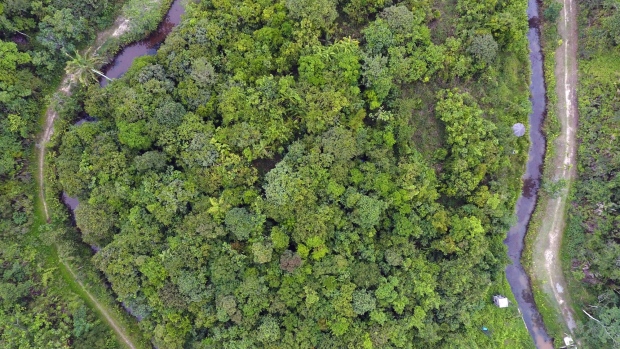 Aerial view of a tropical rainforest in Borneo, Indonesia.
