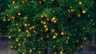 A citrus farm in South Africa. Photographer: Phill Magakoe/Getty Images