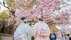 <p>Cherry trees in bloom at Ueno Park in Tokyo.</p>