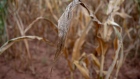 <p>A failed corn crop caused by drought at a farm in Glendale, Zimbabwe in March.</p>