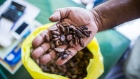 Cocoa beans. Source: Bloomberg