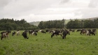 Cows graze on a pasture at a family-run dairy farm in Aherla, County Cork, Ireland, on Monday, June 26, 2023. Feed additives like Bovaer, produced by biosciences giant DSM-Firmenich, have long been presented as a solution that could someday ease the daunting climate math facing beef and dairy. Photographer: Paulo Nunes dos Santos/Bloomberg