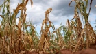<p>A field of failed corn crops due to drought at a farm in Glendale, Zimbabwe. </p>