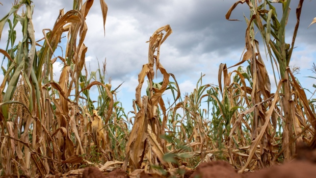 A field of failed corn crops due to drought at a farm in Glendale, Zimbabwe, in March.