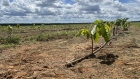 <p>Recently planted cocoa seedlings are seen at an irrigated field in a farm near Barreiras in Bahia, Brazil.</p>