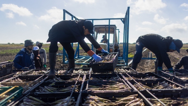 Farm workers move trays of asparagus in a field at a farm near Sandwich, UK, on Monday, April 29, 2024. The UK's embattled farmers have faced multiple pressures in recent years in the wake of Brexit and Russia’s war in Ukraine, including high energy, fertilizer and feed costs, bird flu outbreaks and shortages of foreign workers. Photographer: Chris Ratcliffe/Bloomberg