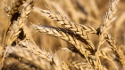 Russian wheat. Photographer: Andrey Rudakov/Bloomberg