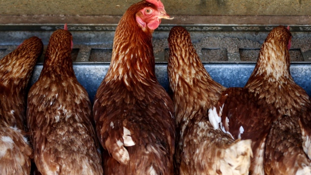Gli Stati Uniti limitano le importazioni di alcuni pollame australiano per i timori di influenza aviaria