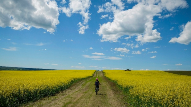 A cyclist passes between two canola fields near Cremona, Alta.
