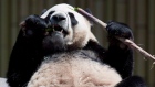 Da Mao the panda eats bamboo at the Toronto Zoo