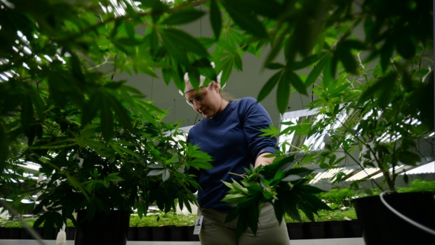 Employee at the Canopy Growth facility in Smith Falls, Ontario