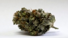 A marijuana bud is seen at a medical marijuana facility in Unity, Maine