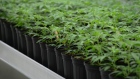 Marijuana plants at Canopy Growth's facility in Smith falls, Ontario