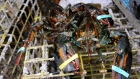 Lobsters sit on a trap