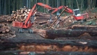 A section of forest is harvested by loggers near Youbou, B.C.