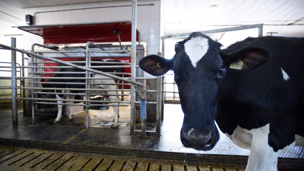 A dairy cow waits in line to be milked at a farm in Eastern Ontario