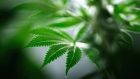 marijuana Canopy Growth Tweed cannabis weed