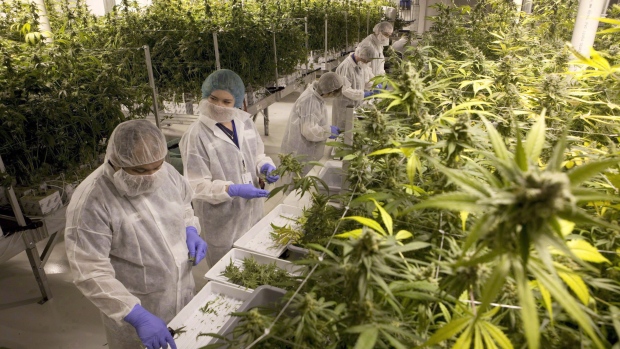 Production staff harvest marijuana plants inside the flowering room at United Greeneries