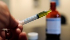Syringe loaded with a dose of CBD marijuana cannabis weed pot pets animals