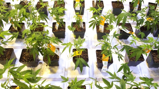 Cannabis seedlings at the Aurora Cannabis facility in Montreal marijuana plants weed
