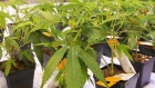 Cannabis seedlings are shown at the Aurora Cannabis facility in Montreal, November 24, 2017