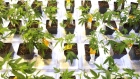 Aurora Cannabis plants