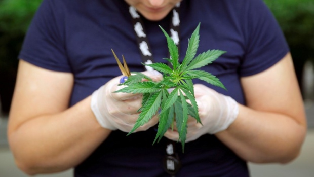 Canopy Growth Tweed marijuana cannabis weed pot plant clone