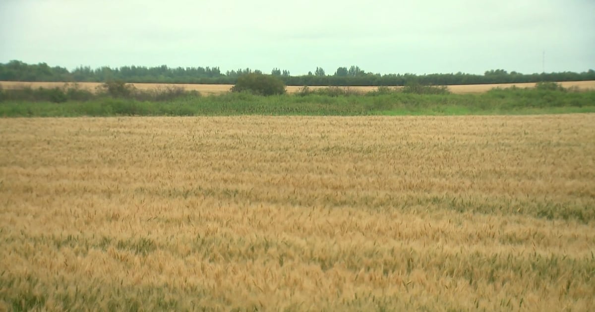 ‘Significant event’: Grain to be exported out of Manitoba’s Port of ...