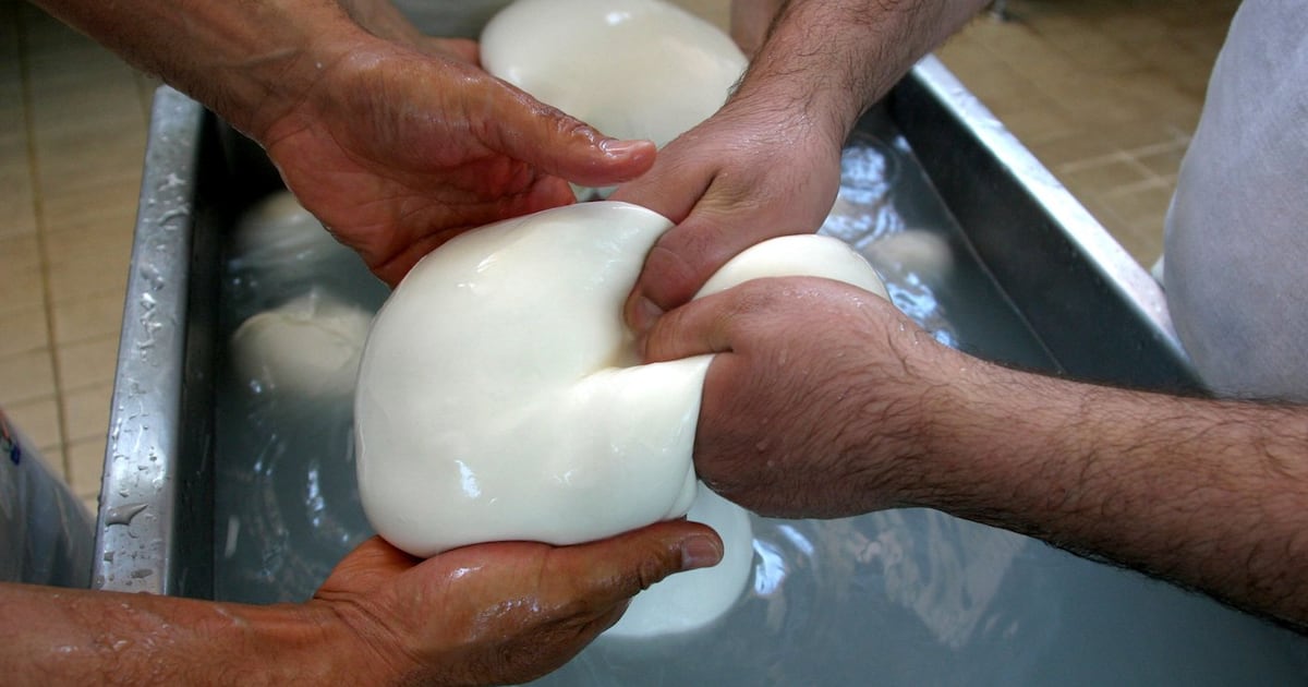 Millions in cheese revenue lost as protest torpedoes Italy’s buffalo ...