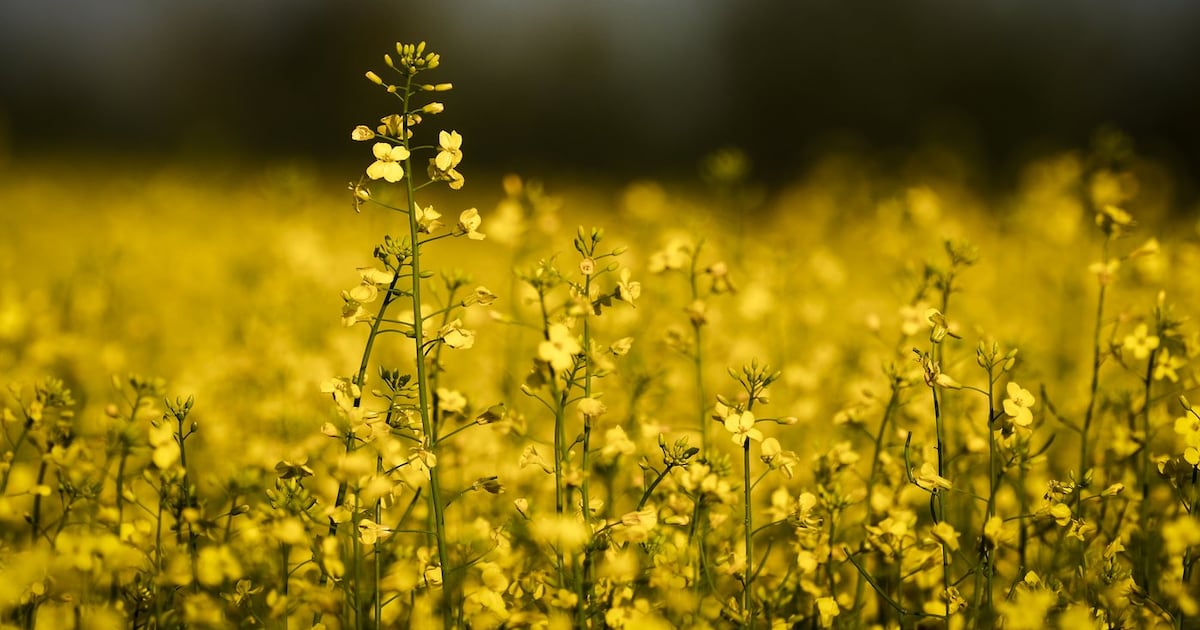 ‘Mercy of politics’: Canadian farmers weigh plans as Chinese tariff hits ...