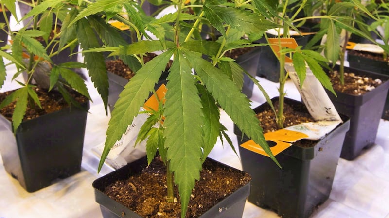 Aurora Cannabis urges shareholders to reject hostile takeover offer by Curaleaf