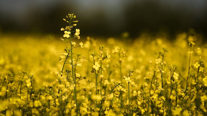 The Daily Chase: Chinese tariffs on canola, peas and seafood may be easing