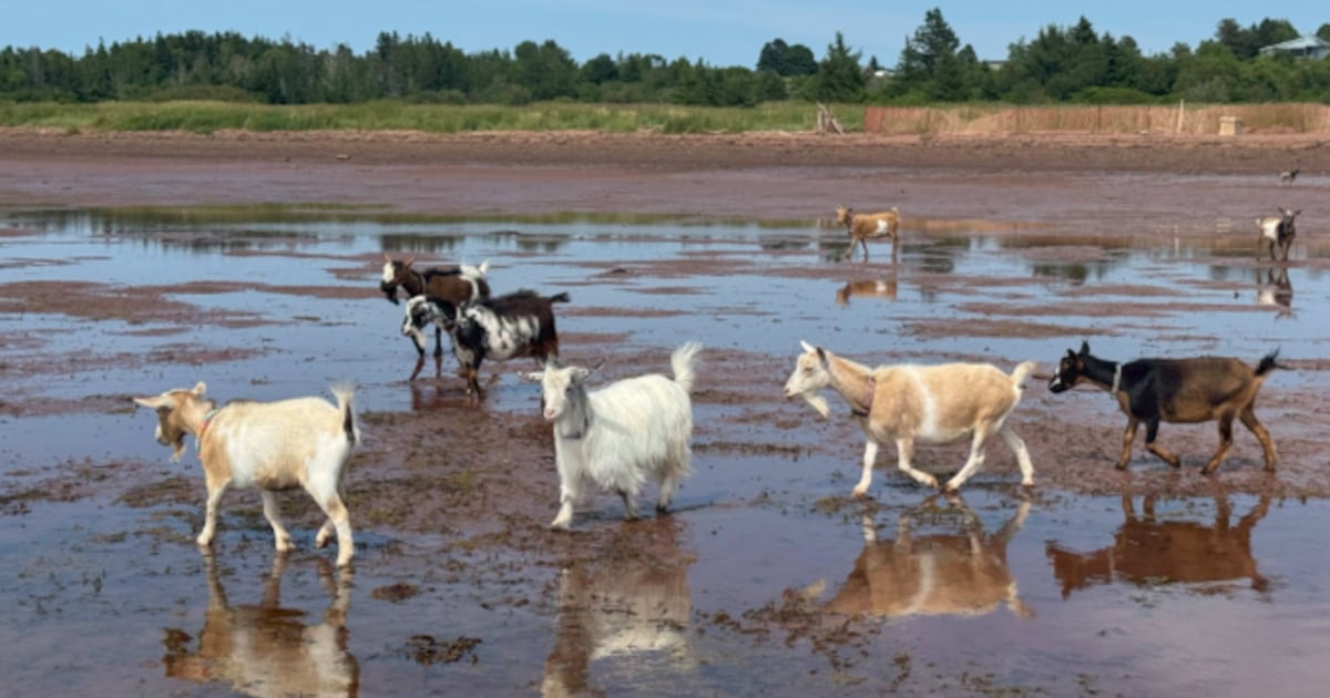 P.E.I. tourism operators eye expansion, but staffing pressures ...
