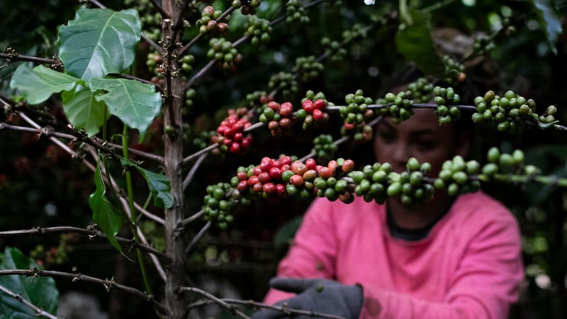 Brazil coffee faces El Niño headwinds, but crops more resilient