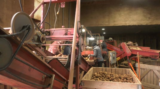 P.E.I potato production saw the largest provincial drop in the country in 2