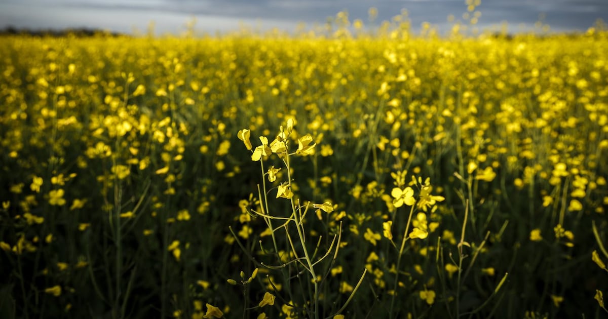 Saskatchewan exports to China nosedive amid Ottawa’s tariff dispute with ...
