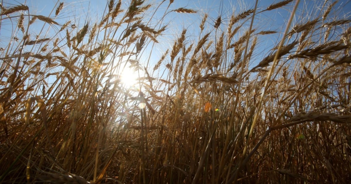 Kanadas Landwirte und Gutachter für Erntequalität kämpfen mit Schäden nach ...