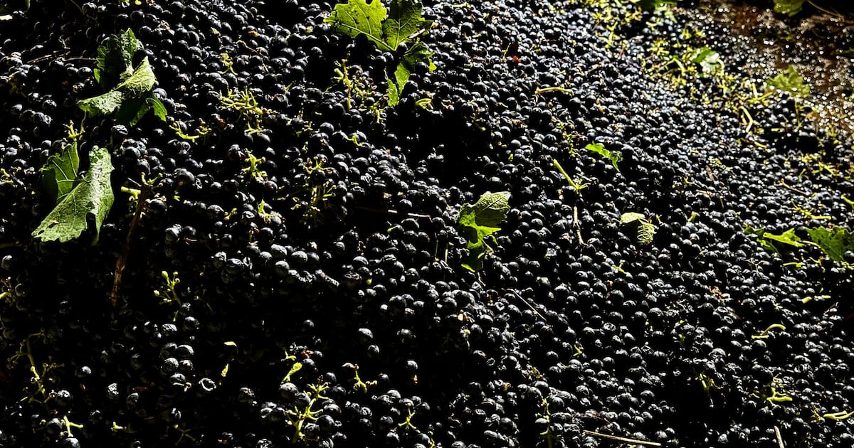 California farmers are struggling to sell grapes as demand for wine drops