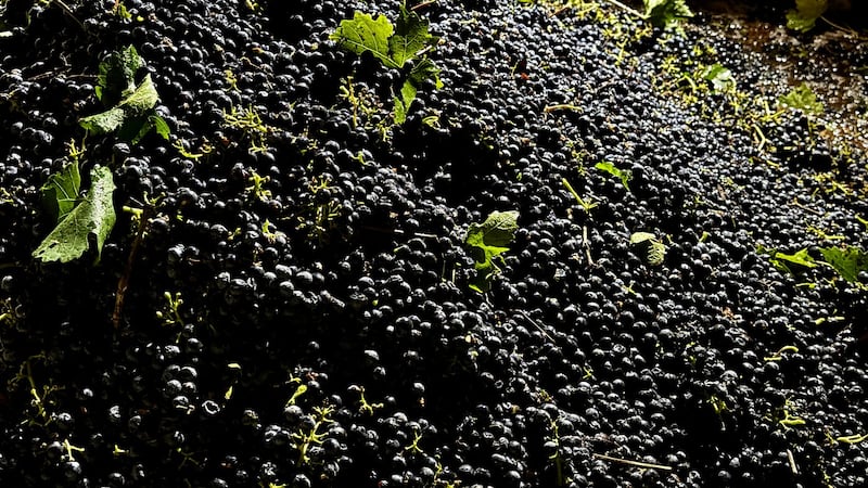 California farmers are struggling to sell grapes as demand for wine drops