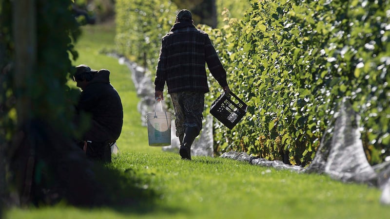U.S. tariffs and impending bans loom over Ontario and Canadian wine. One expert sees it as opportunity to grow at home