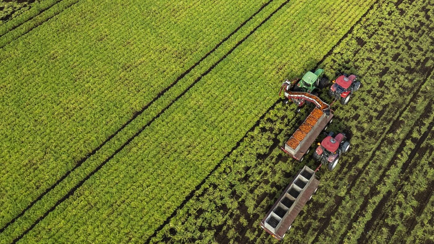 An aerial view shows carrots being harvested at Mas & Fils Jardiniers, in St-Michel, Que., on Friday, Oct. 24, 2025. THE CANADIAN PRESS/Christinne Muschi