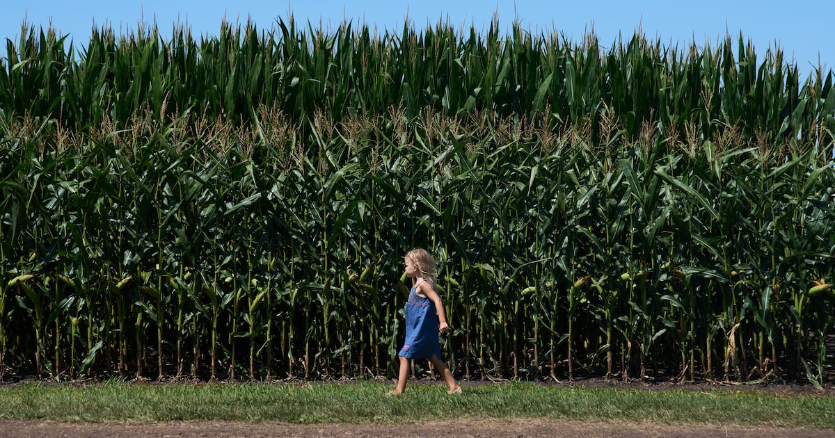 US-Landwirte ernten trotz geringerer Erträge die zweitgrößte Maisernte ...