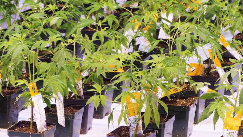 Curaleaf sweetens Aurora Cannabis takeover offer