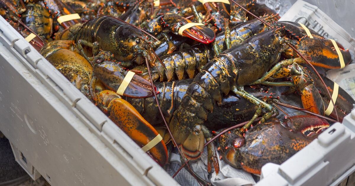 Unternehmen in Nova Scotia weist Vorwürfe des Kaufs illegaler Hummer ...