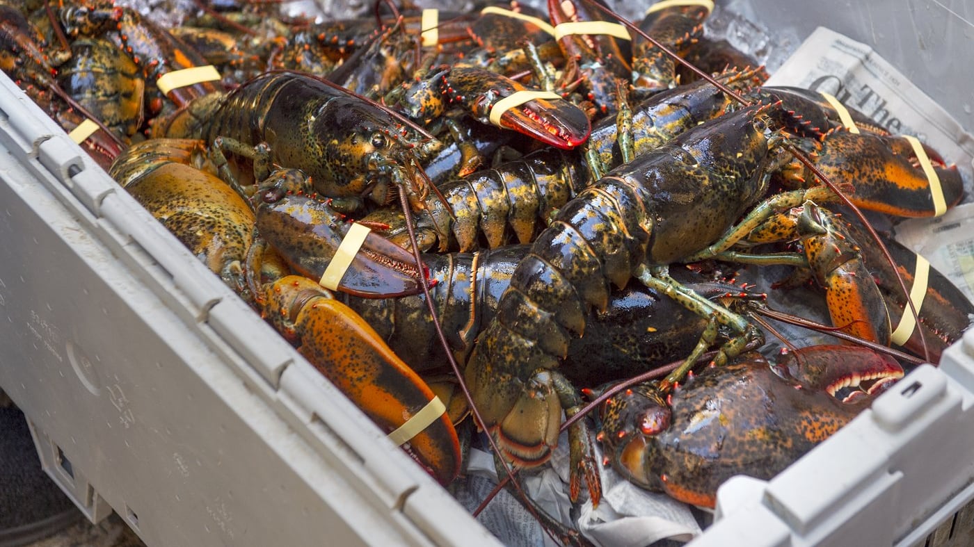 A crate of lobsters is pictured.