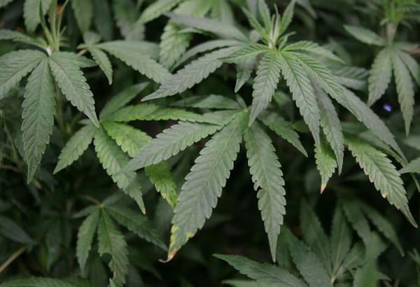 Hot Picks: Cannabis stocks rally on U.S. rescheduling hopes