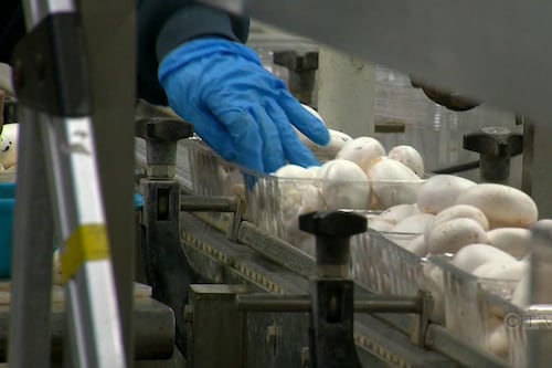 CTV National News: New tariffs impacting Canadian mushrooms ahead of CUSMA negotiations